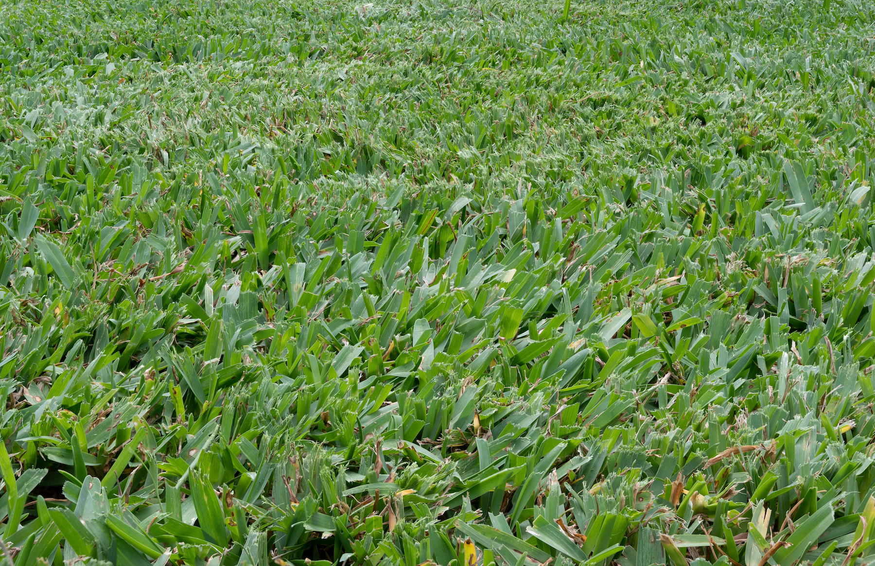 Buffalo Grass